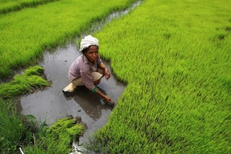 Rice - source FAO