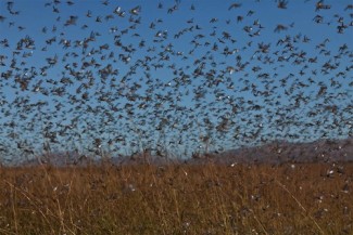 Locust-madagascar - FAO